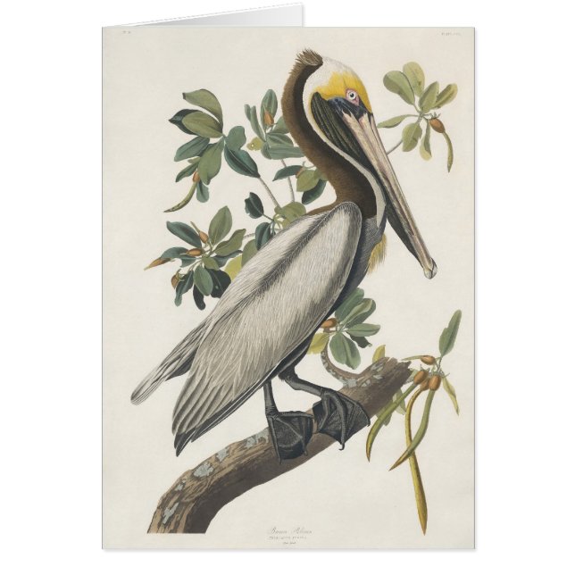Audubon's Brown Pelican (Front)