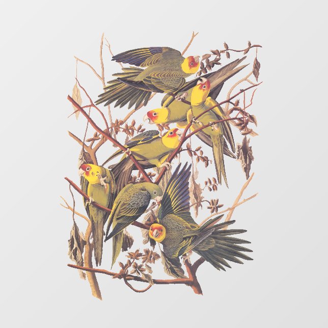 Audubon's Carolina Parakeet (Sheet)