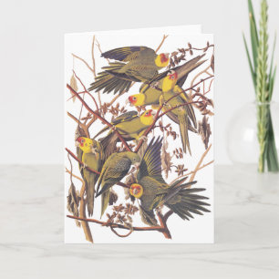 Audubon's Carolina Parakeet Card