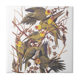 Audubon's Carolina Parakeet Ceramic Tile
