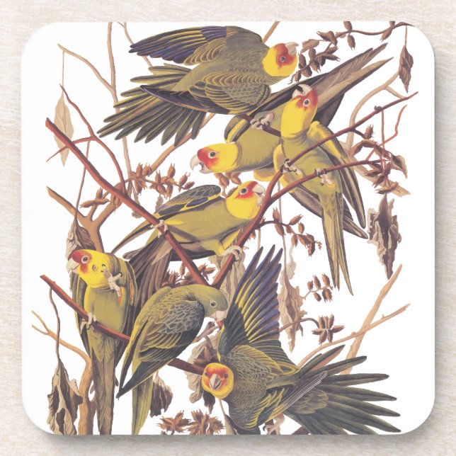 Audubon's Carolina Parakeet Coaster (Front)