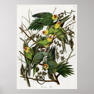 Audubon's Carolina Parakeet Poster