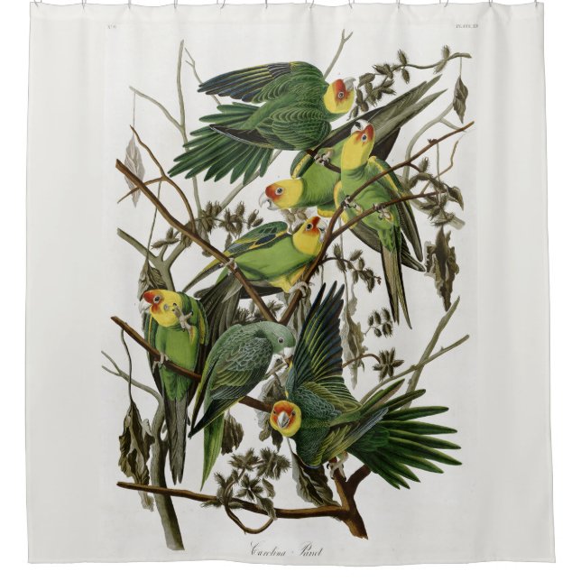 Audubon's Carolina Parakeet Shower Curtain (Front)