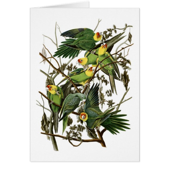 Audubon's Carolina Parakeets (Front)
