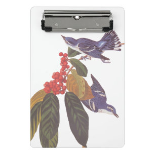 Audubon's Cerulean Warbler Birds with Bear Berries Mini Clipboard