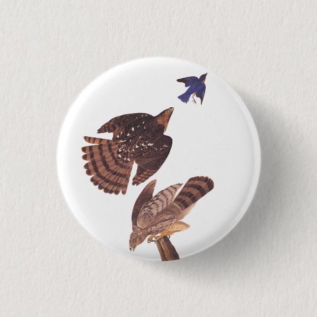 Audubon's Coopers Hawk Bird of Prey 3 Cm Round Badge (Front)