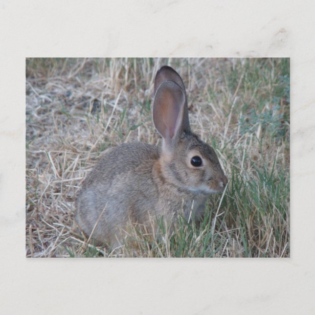 Audubon's Cottontail Postcard (Front)