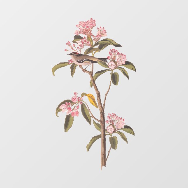 Audubon's Cuvier's Kinglet Bird on Pink Calico (Sheet)