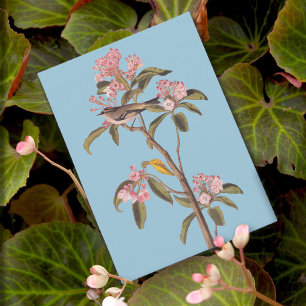 Audubon's Cuvier's Kinglet Bird on Pink Calico-Bus Postcard