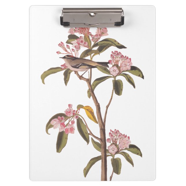 Audubon's Cuvier's Kinglet Bird on Pink Calico Clipboard (Front)