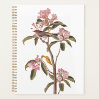 Audubon's Cuvier's Kinglet Bird on Pink Calico