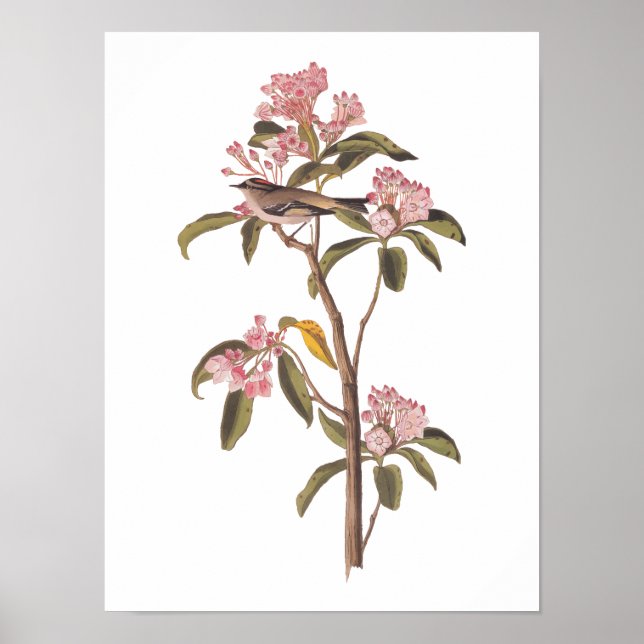 Audubon's Cuvier's Kinglet Bird on Pink Calico Poster (Front)