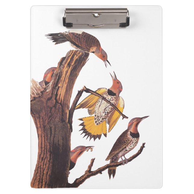 Audubon's Golden-Winged Woodpecker Family of Birds Clipboard (Front)