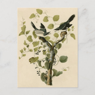 Audubon's Loggerhead Shrike Postcard