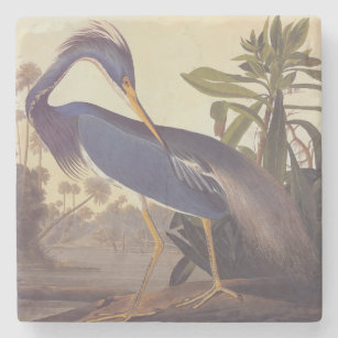 Audubon's Louisiana Heron or Tricolored Heron Stone Coaster