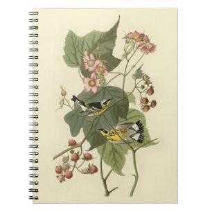 Audubon's Magnolia Warbler Notebook