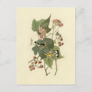Audubon's Magnolia Warbler Postcard