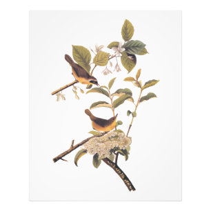 Audubon's Maryland Yellowthroat Birds with Flowers Photo Print