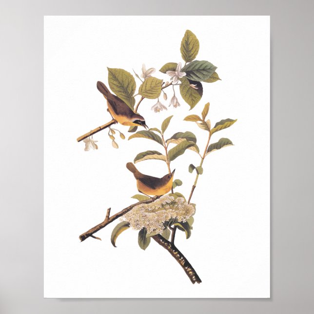 Audubon's Maryland Yellowthroat Birds with Flowers Poster (Front)