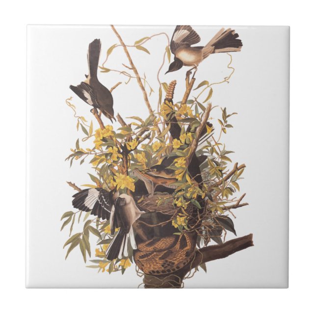 Audubon's Mocking Bird Ceramic Tile (Front)