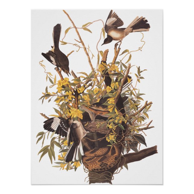 Audubon's Mockingbird family poster (Front)