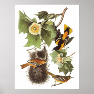 Audubon's Northern Oriole Poster