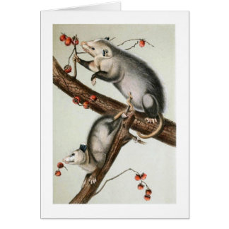 Audubon's Oppossums