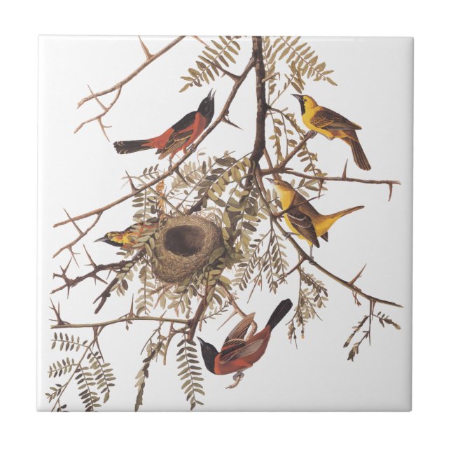 Audubon's Orchard Oriole Birds in a Honey Locust Ceramic Tile (Front)