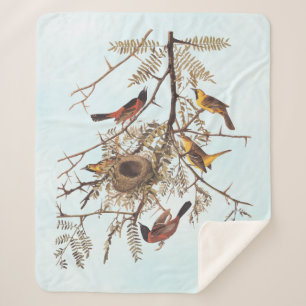 Audubon's Orchard Oriole Birds in a Honey Locust Sherpa Blanket