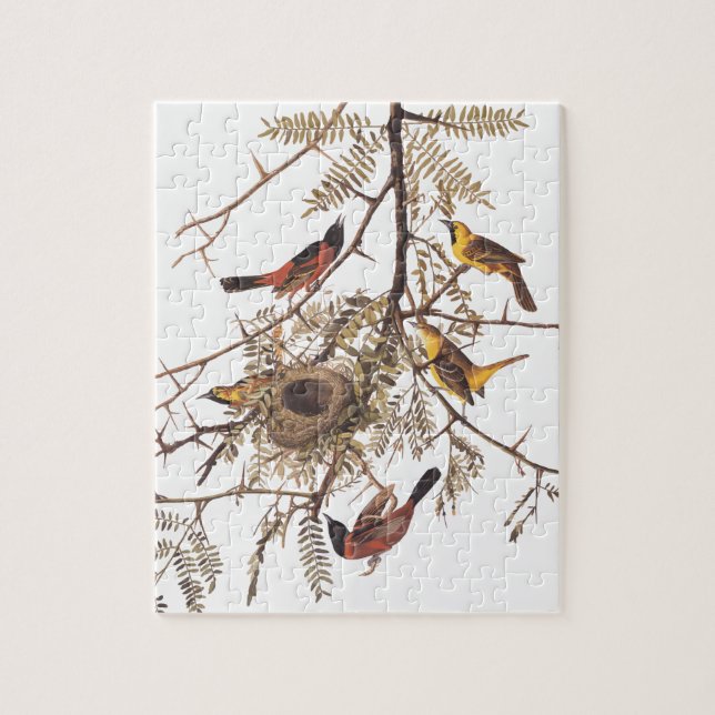 Audubon's Orchard Oriole Birds in Honey Locust Jigsaw Puzzle (Vertical)