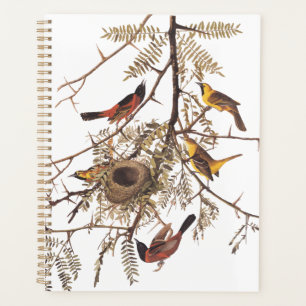 Audubon's Orchard Oriole Birds Nesting in Tree Planner