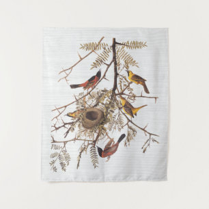 Audubon's Orchard Oriole in Honey Locust Tapestry