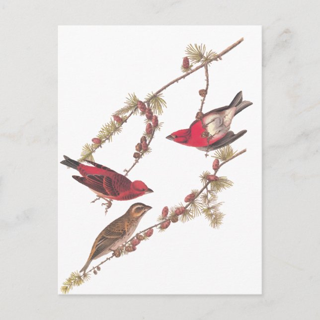 Audubon's Purple Finch Three Red Birds in Winter Postcard (Front)