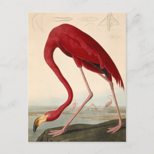 Audubon's Red Flamingo Postcard (Front)