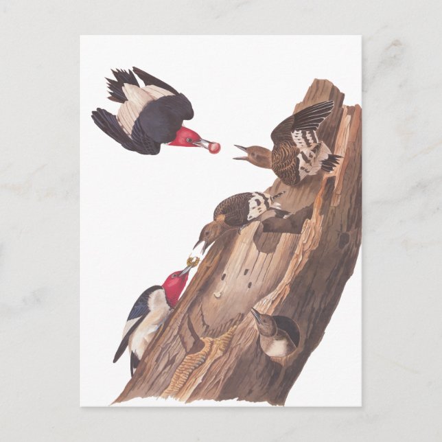 Audubon's Red-Headed Woodpecker Family in Log Postcard (Front)