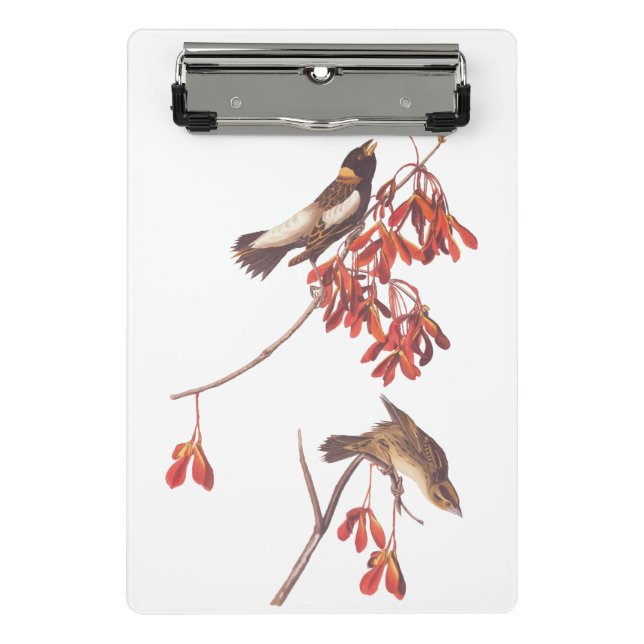 Audubon's Rice Bunting Birds or Bobolink Birds Mini Clipboard (Front)