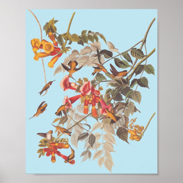 Audubon's Ruby Throated Hummingbirds and Flowers Poster (Front)