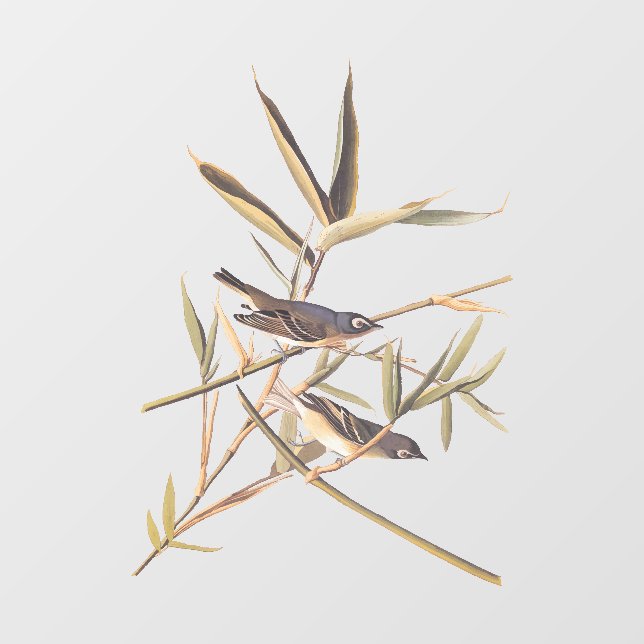 Audubon's Solitary Vireo Flycatcher Birds on Cane (Sheet)