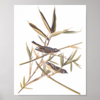 Audubon's Solitary Vireo Flycatcher Birds on Cane