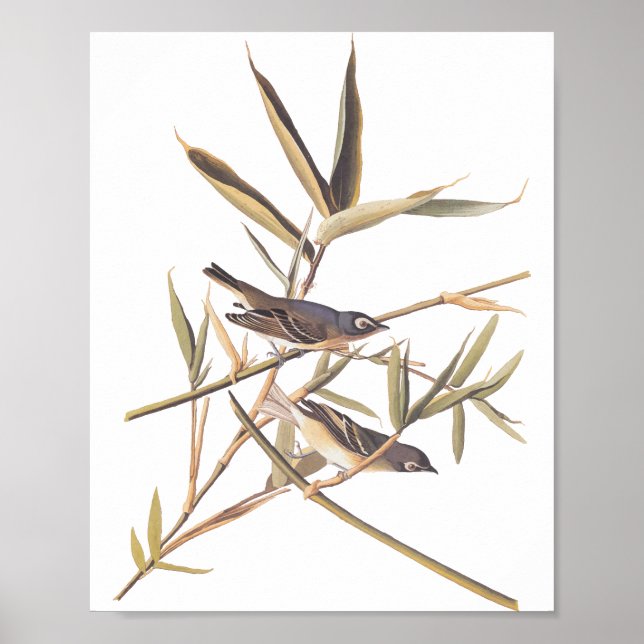 Audubon's Solitary Vireo Flycatcher Birds on Cane Poster (Front)