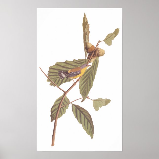 Audubon's Swainson's Warbler on Oak Branch Poster (Front)