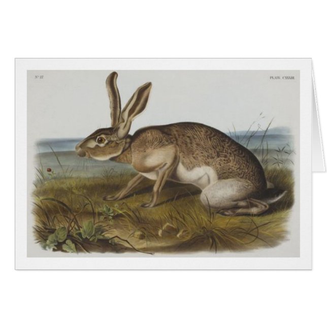 Audubon's Texian hare (Front Horizontal)