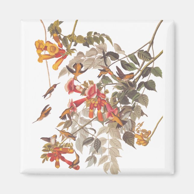 Audubon's Tropical Ruby Throated Hummingbirds Magnet (Front)