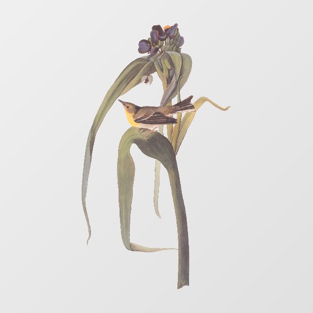 Audubon's Vigour's Vireo Songbird (Sheet)