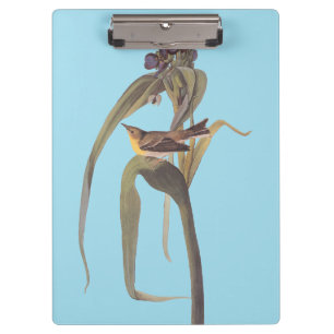 Audubon's Vigour's Vireo Songbird Clipboard