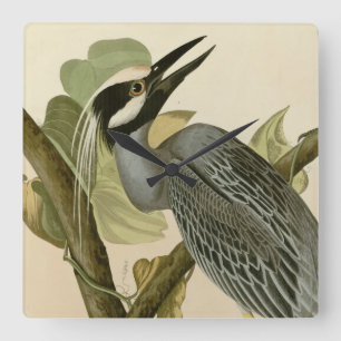 Audubon's Vintage Yellow crowned night heron paint Square Wall Clock