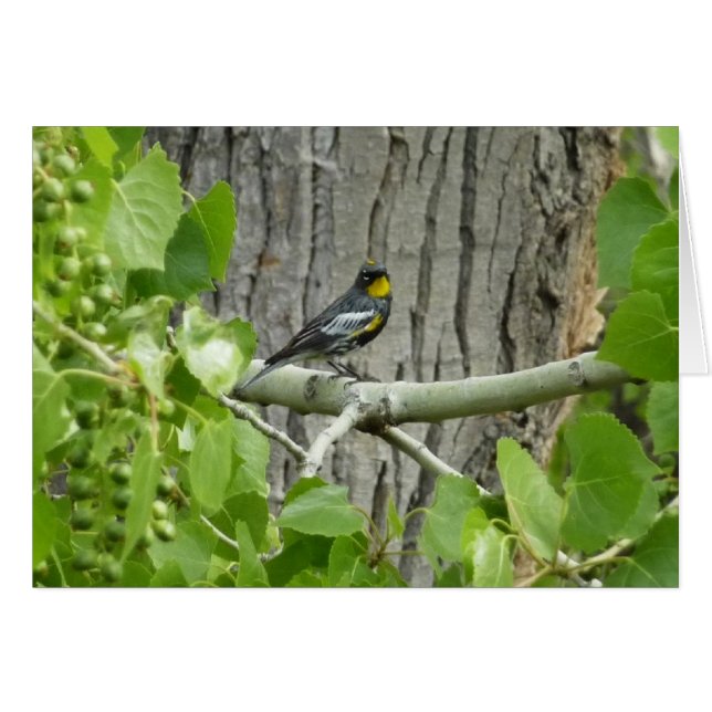 Audubon's Warbler Nature Photography (Front Horizontal)