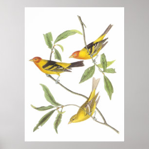 Audubon's Western Tanager Poster