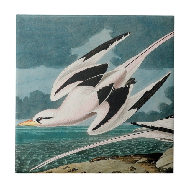 Audubon's White-Tailed Tropicbird Ceramic Tile (Front)
