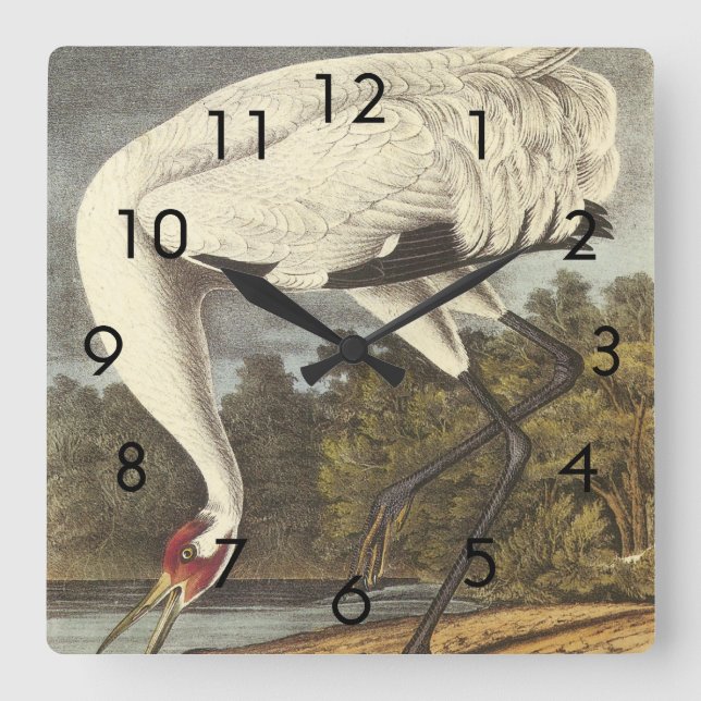 Audubon's Whooping Crane Square Wall Clock (Front)